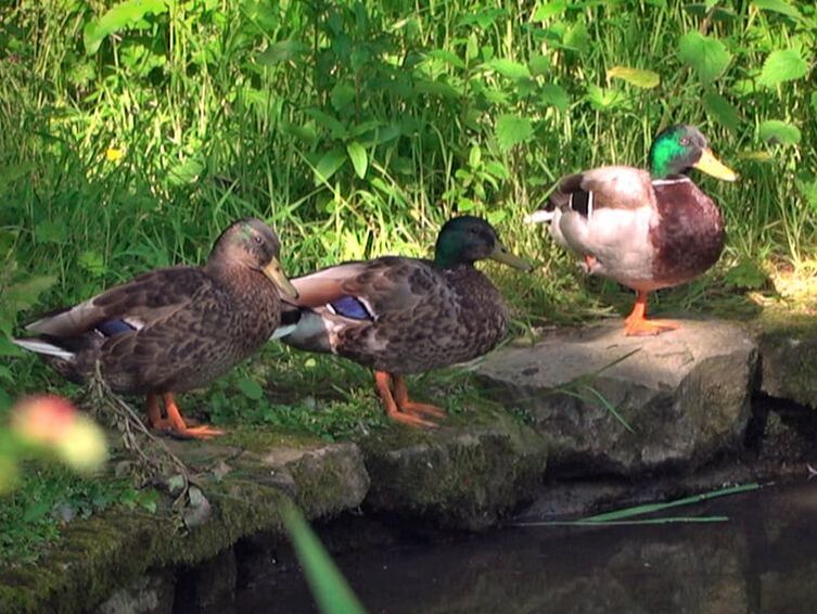 Mallard ducks beside Nepgill Park's pond.