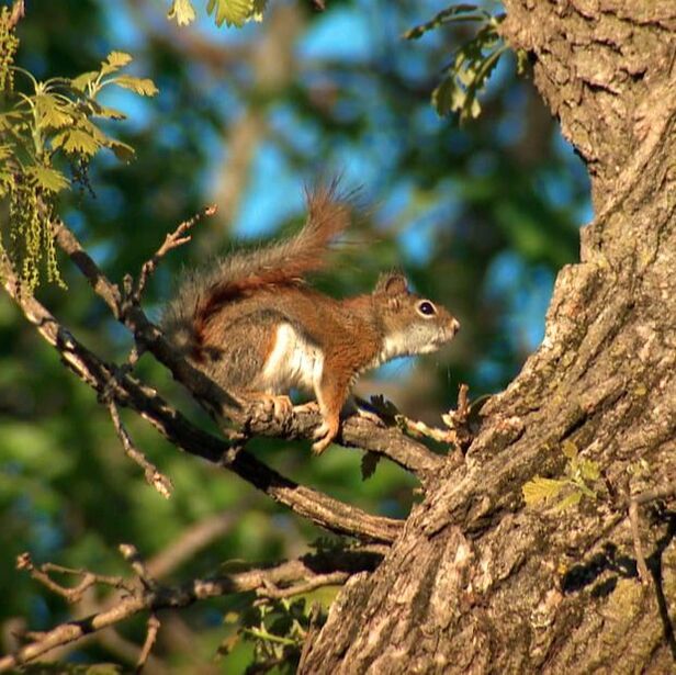 Red Squirrel on oak tree